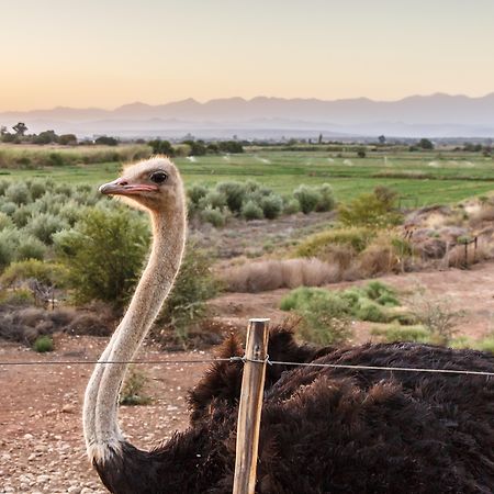 De Denne Country Guest House Oudtshoorn Ngoại thất bức ảnh