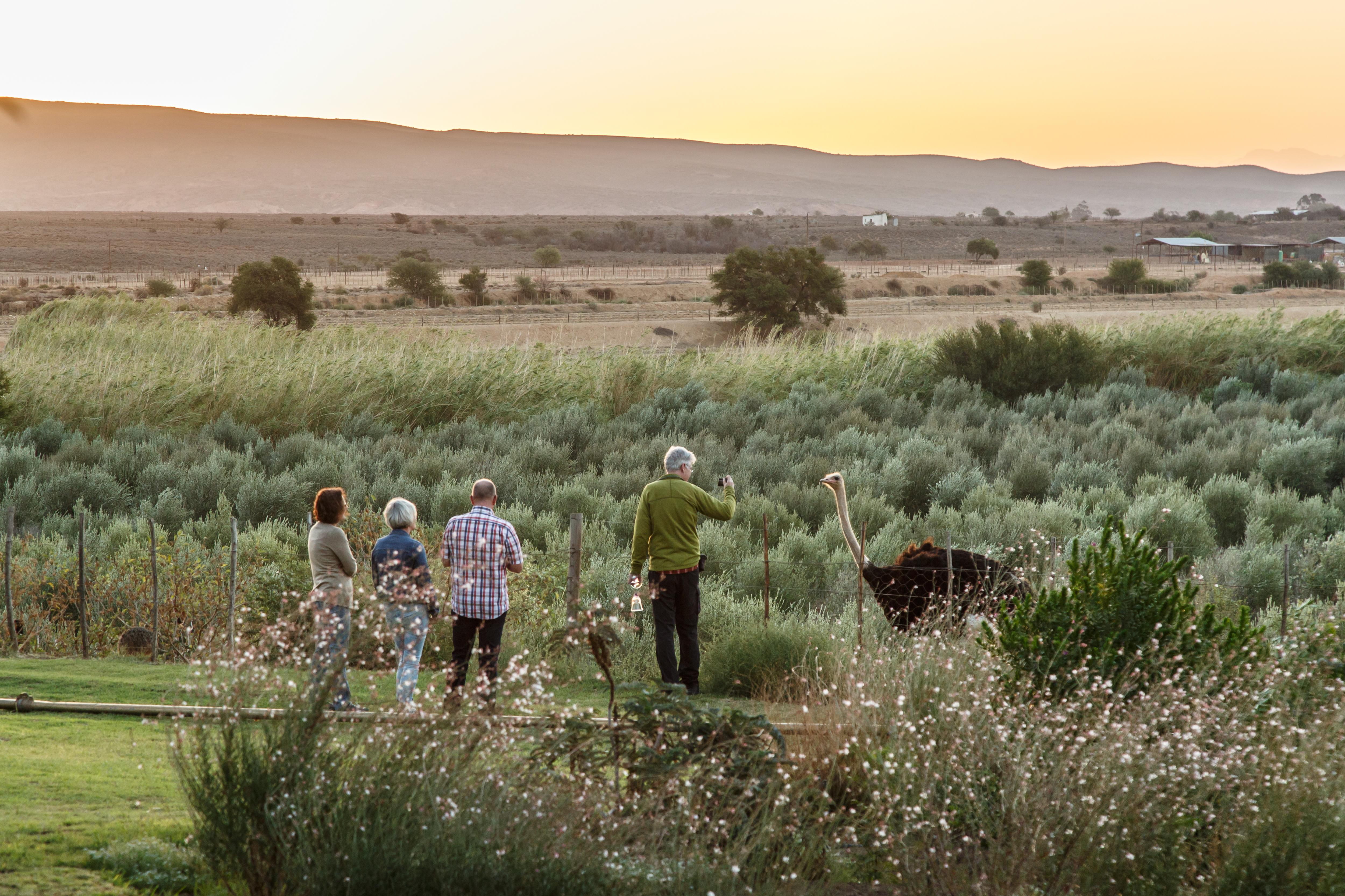 De Denne Country Guest House Oudtshoorn Ngoại thất bức ảnh