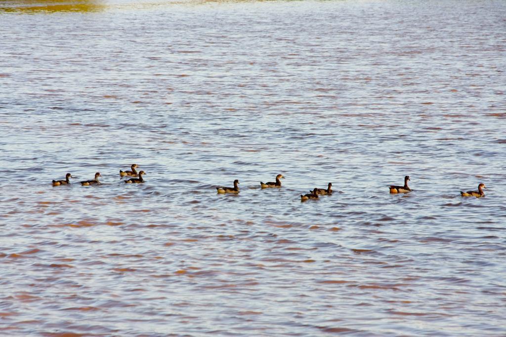 De Denne Country Guest House Oudtshoorn Ngoại thất bức ảnh