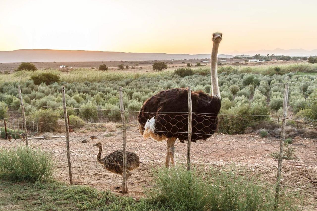 De Denne Country Guest House Oudtshoorn Ngoại thất bức ảnh